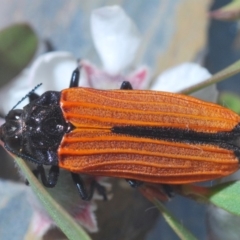 Castiarina nasuta at Cotter River, ACT - 19 Nov 2019