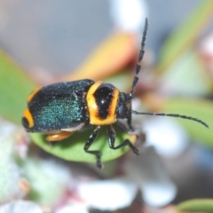 Aporocera sp. (genus) (Unidentified Aporocera leaf beetle) at Throsby, ACT - 18 Nov 2019 by Harrisi