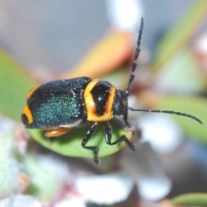 Aporocera sp. (genus) at Throsby, ACT - 19 Nov 2019