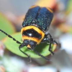 Aporocera sp. (genus) at Throsby, ACT - 19 Nov 2019