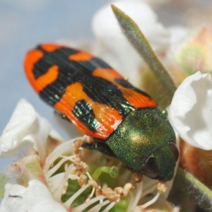 Castiarina scalaris at Wyanbene, NSW - 19 Nov 2019