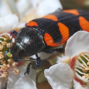 Castiarina thomsoni at Wyanbene, NSW - 19 Nov 2019