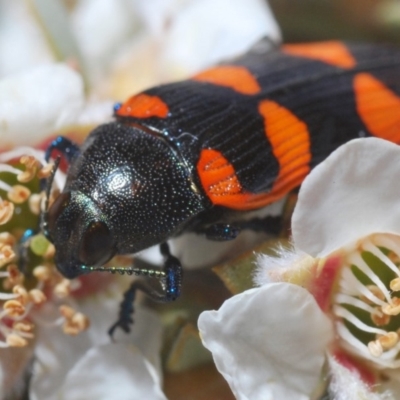 Castiarina thomsoni (A jewel beetle) at Wyanbene, NSW - 19 Nov 2019 by Harrisi