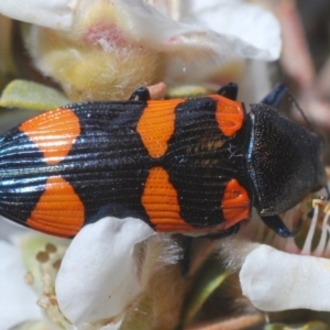 Castiarina thomsoni at Wyanbene, NSW - 19 Nov 2019