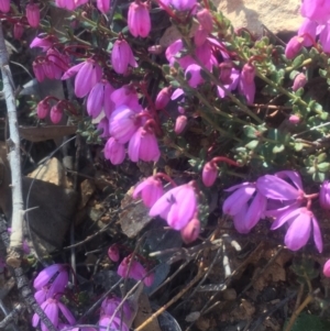 Tetratheca bauerifolia at Brindabella, NSW - 29 Sep 2019