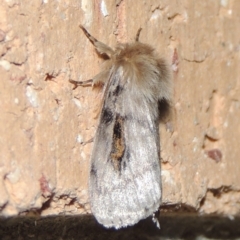 Leptocneria reducta (White cedar moth) at Conder, ACT - 11 Nov 2019 by michaelb