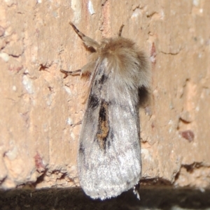 Leptocneria reducta at Conder, ACT - 12 Nov 2019 12:51 AM