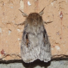 Leptocneria reducta at Conder, ACT - 12 Nov 2019