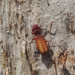 Platisus sp. (genus) (Flat bark beetle) at Tuggeranong DC, ACT - 2 Nov 2019 by michaelb