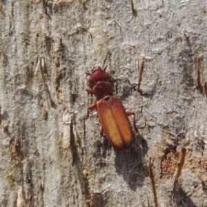 Platisus sp. (genus) at Tuggeranong DC, ACT - 2 Nov 2019