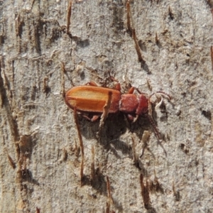 Platisus sp. (genus) at Tuggeranong DC, ACT - 2 Nov 2019