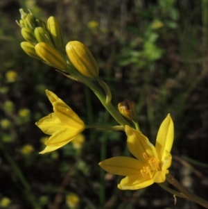 Bulbine glauca at Tennent, ACT - 11 Nov 2019 06:12 PM