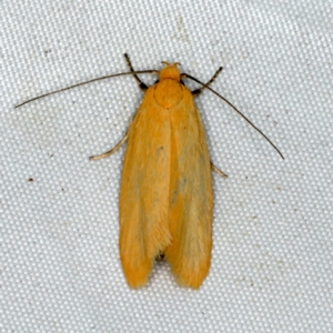 Eulechria electrodes at Rosedale, NSW - 15 Nov 2019 08:41 PM
