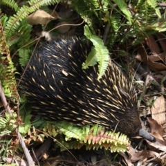 Tachyglossus aculeatus (Short-beaked Echidna) at Rosedale, NSW - 15 Nov 2019 by jbromilow50