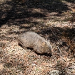 Vombatus ursinus (Bare-nosed Wombat) at Bowral - 6 Nov 2019 by Margot