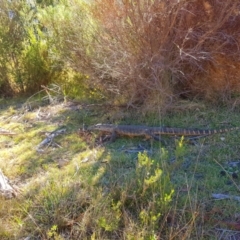 Varanus rosenbergi (Heath or Rosenberg's Monitor) - 1 Jan 1900 by Micky1