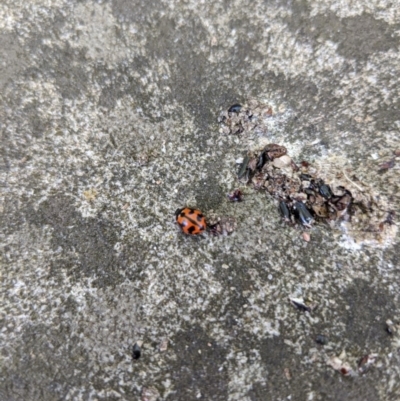 Coccinella transversalis (Transverse Ladybird) at Moss Vale, NSW - 20 Nov 2019 by Margot