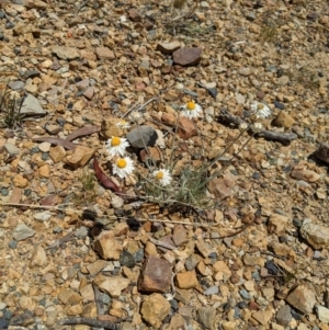 Leucochrysum albicans subsp. tricolor at Karabar, NSW - 20 Nov 2019 01:29 PM