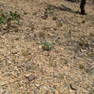 Leucochrysum albicans subsp. tricolor at Karabar, NSW - 20 Nov 2019 01:29 PM