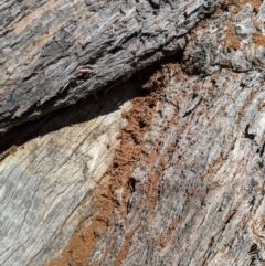 Papyrius nitidus (Shining Coconut Ant) at Mount Jerrabomberra QP - 20 Nov 2019 by MattM