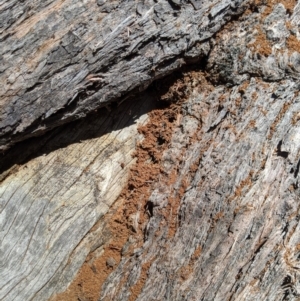 Papyrius nitidus at Karabar, NSW - suppressed