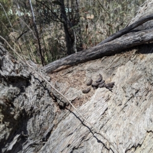 Papyrius nitidus at Karabar, NSW - suppressed