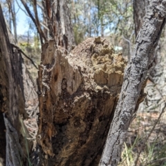 Papyrius nitidus at Karabar, NSW - suppressed