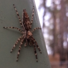 Helpis minitabunda (Threatening jumping spider) at Pambula Preschool - 14 Nov 2019 by elizabethgleeson