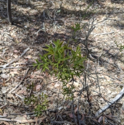 Grevillea ramosissima subsp. ramosissima (Fan Grevillea) at Jerrabomberra, NSW - 20 Nov 2019 by MattM