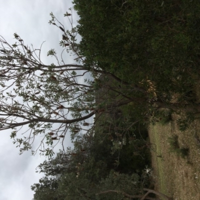 Banksia integrifolia subsp. integrifolia (Coast Banksia) at Tura Beach, NSW - 19 Nov 2019 by Carine