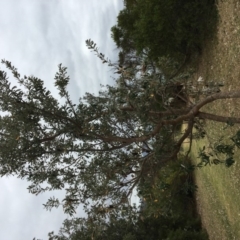 Banksia integrifolia subsp. integrifolia (Coast Banksia) at Tura Beach, NSW - 20 Nov 2019 by Carine