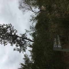 Banksia integrifolia subsp. integrifolia (Coast Banksia) at North Tura - 20 Nov 2019 by Carine