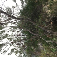 Banksia integrifolia subsp. integrifolia (Coast Banksia) at North Tura - 20 Nov 2019 by Carine