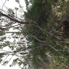 Banksia integrifolia subsp. integrifolia (Coast Banksia) at North Tura - 19 Nov 2019 by Carine