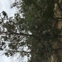 Banksia integrifolia subsp. integrifolia (Coast Banksia) at Tura Beach, NSW - 19 Nov 2019 by Carine