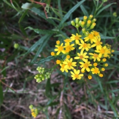 Senecio linearifolius var. arachnoideus (Cobweb Fireweed Groundsel) at Tura Beach, NSW - 15 Nov 2019 by Carine