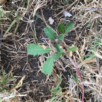 Banksia integrifolia subsp. integrifolia (Coast Banksia) at Tura Beach, NSW - 15 Nov 2019 by Carine