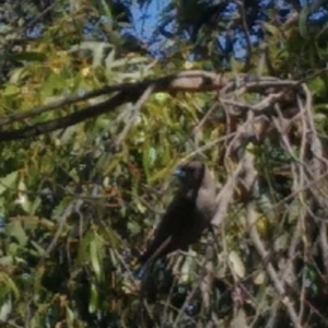 Artamus cyanopterus at Belconnen, ACT - 20 Nov 2019