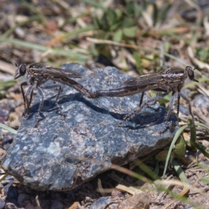 Bathypogon nigrinus at Tuggeranong DC, ACT - 20 Nov 2019 01:38 PM