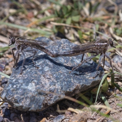 Bathypogon nigrinus (A robber fly) at Tuggeranong DC, ACT - 20 Nov 2019 by Marthijn