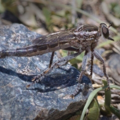 Bathypogon nigrinus at Tuggeranong DC, ACT - 20 Nov 2019 01:38 PM