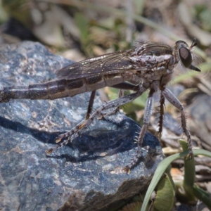 Bathypogon nigrinus at Tuggeranong DC, ACT - 20 Nov 2019