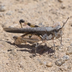 Pycnostictus seriatus (Common Bandwing) at Kambah, ACT - 20 Nov 2019 by Marthijn