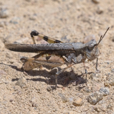 Pycnostictus seriatus (Common Bandwing) at Kambah, ACT - 20 Nov 2019 by Marthijn