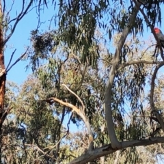 Callocephalon fimbriatum (Gang-gang Cockatoo) at Garran, ACT - 19 Nov 2019 by ruthkerruish