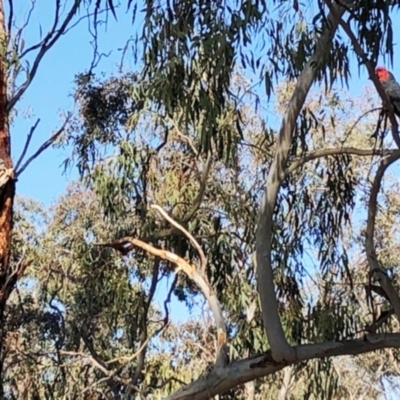 Callocephalon fimbriatum (Gang-gang Cockatoo) at Garran, ACT - 20 Nov 2019 by ruthkerruish