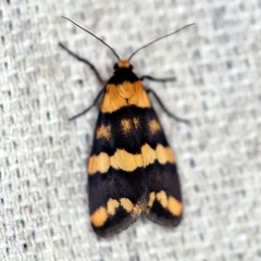 Termessa zonophanes (Double Yellow-patched Footman) at O'Connor, ACT - 30 Oct 2019 by ibaird