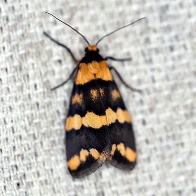 Termessa zonophanes (Double Yellow-patched Footman) at O'Connor, ACT - 30 Oct 2019 by ibaird