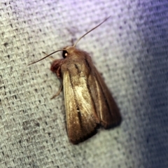 Leucania diatrecta (A Noctuid moth) at O'Connor, ACT - 30 Oct 2019 by ibaird