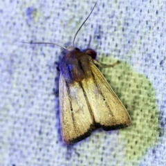 Leucania diatrecta at O'Connor, ACT - 30 Oct 2019